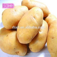 venda quente batata doce da China fresco holland patato